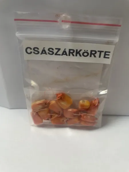 CSÁSZÁRKÖRTE