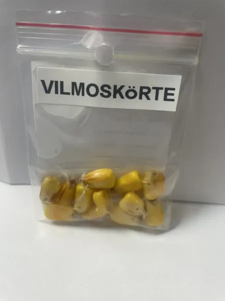 VILMOSKÖRTE VILMOSKÖRTE