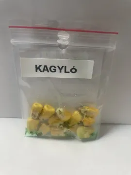 kAGYLÓ kAGYLÓ