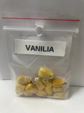 VANÍLIA VANÍLIA